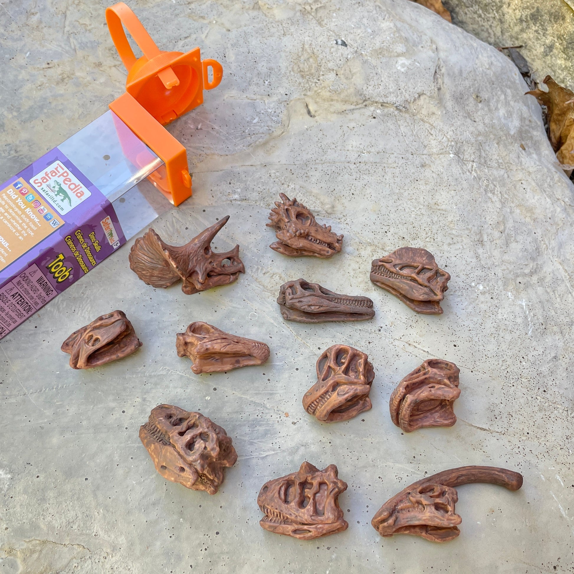 Dinosaur Skulls TOOB® Toy-4